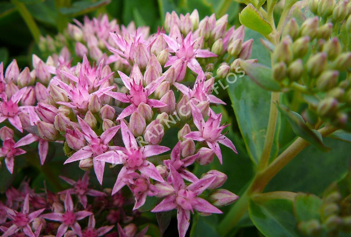 Rozchodník nachový 'Munstead Dark Red' - Sedum telephium 'Munstead Dark Red'