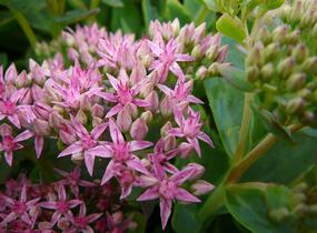Rozchodník nachový 'Munstead Dark Red' - Sedum telephium 'Munstead Dark Red'