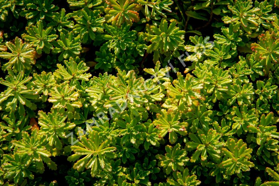 Rozchodník květonosný - Sedum floriferum