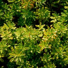 Rozchodník květonosný - Sedum floriferum