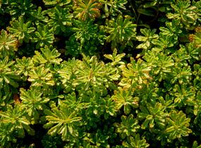 Rozchodník květonosný - Sedum floriferum