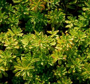 Rozchodník - Sedum floriferum