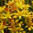 Rozchodník květonosný - Sedum floriferum