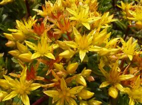 Rozchodník květonosný - Sedum floriferum