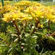 Rozchodník květonosný - Sedum floriferum