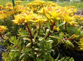 Rozchodník květonosný - Sedum floriferum