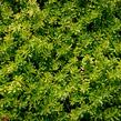 Rozchodník květonosný - Sedum floriferum