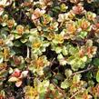 Rozchodník květonosný - Sedum floriferum
