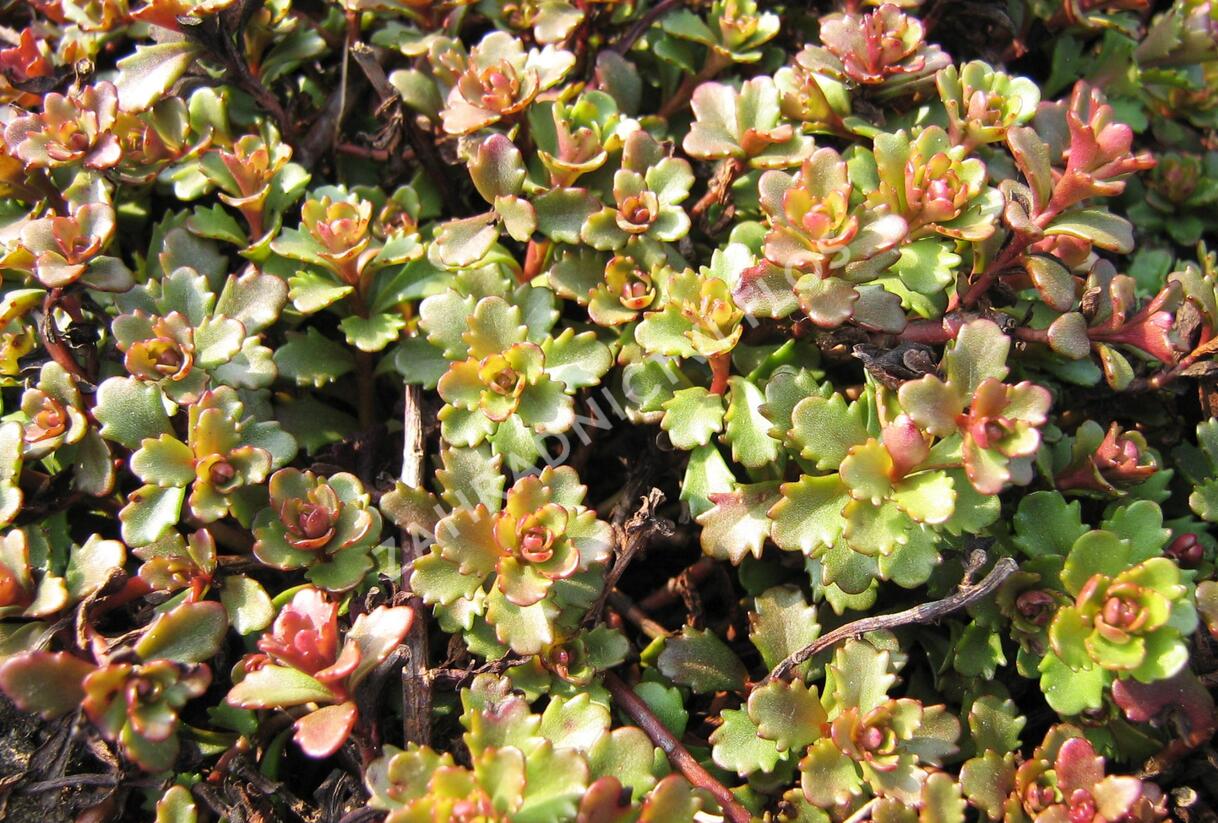 Rozchodník květonosný - Sedum floriferum