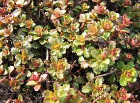 Rozchodník květonosný - Sedum floriferum