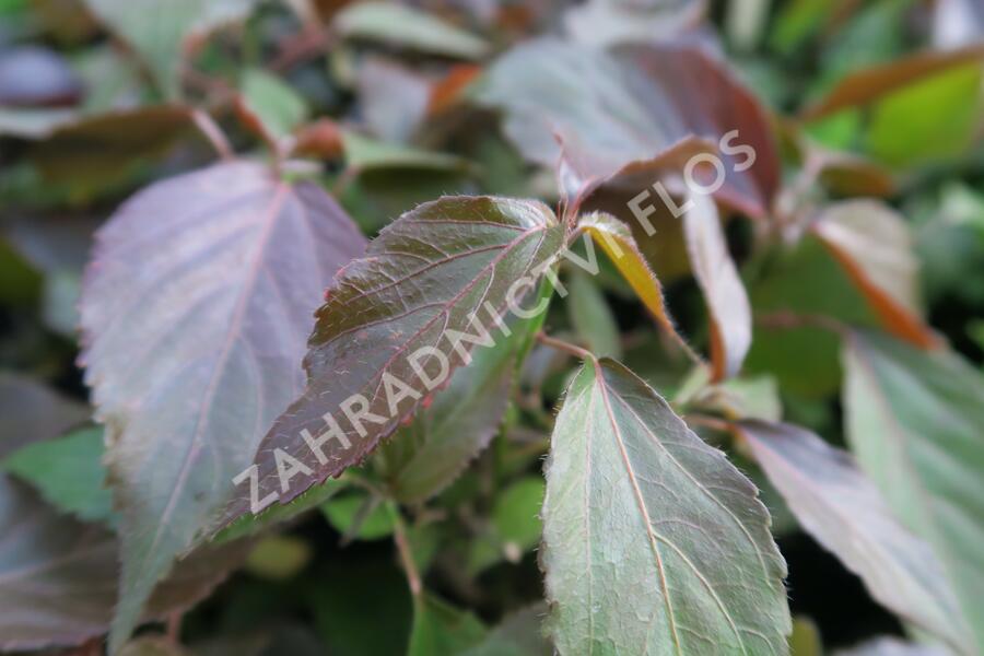 Kočičí ocásek, palnice - Acalypha wilkesiana