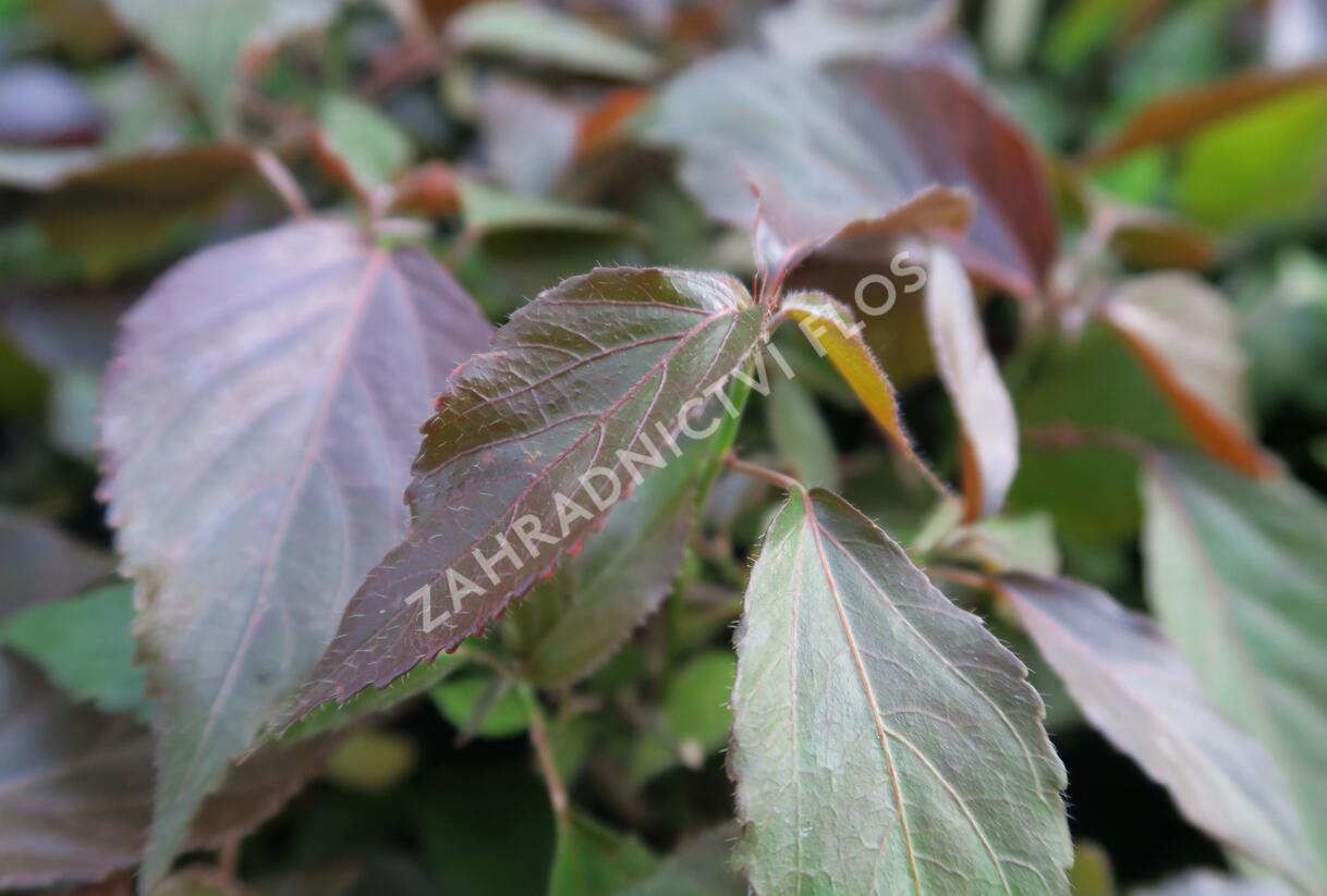 Kočičí ocásek, palnice - Acalypha wilkesiana