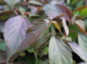 Kočičí ocásek, palnice - Acalypha wilkesiana