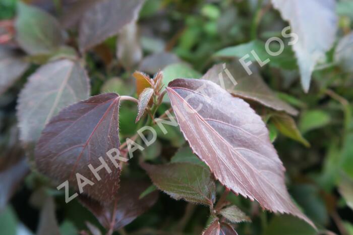Kočičí ocásek, palnice - Acalypha wilkesiana