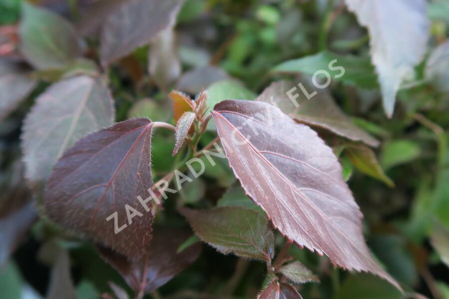Kočičí ocásek, palnice - Acalypha wilkesiana