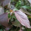 Kočičí ocásek, palnice - Acalypha wilkesiana