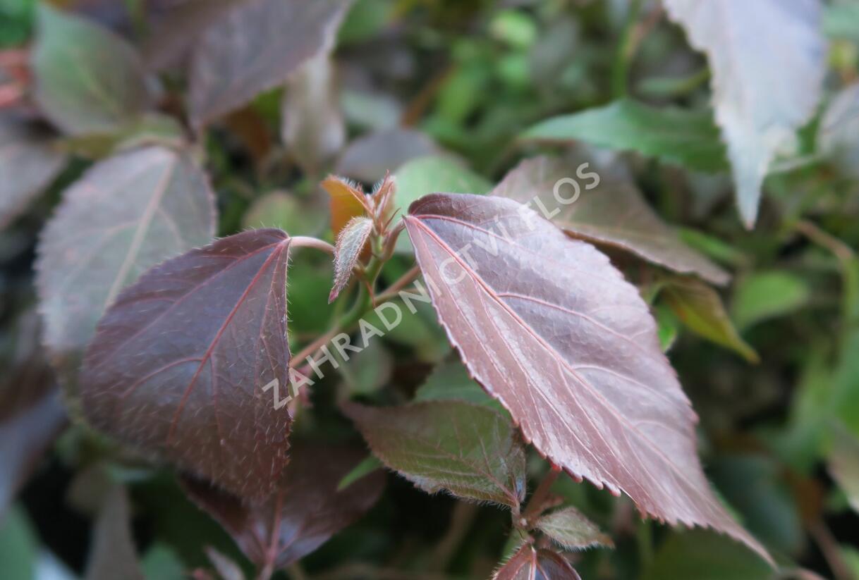 Kočičí ocásek, palnice - Acalypha wilkesiana