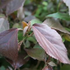 Kočičí ocásek, palnice - Acalypha wilkesiana