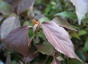 Kočičí ocásek, palnice - Acalypha wilkesiana