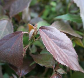 Kočičí ocásek, palnice - Acalypha wilkesiana