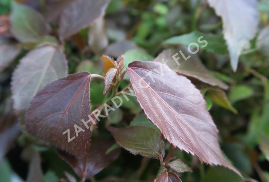 Kočičí ocásek, palnice - Acalypha wilkesiana