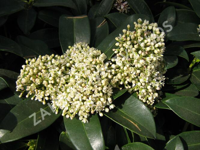 Skimie japonská 'Fragrant Cloud' - Skimmia japonica 'Fragrant Cloud'