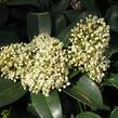 Skimie japonská 'Fragrant Cloud' - Skimmia japonica 'Fragrant Cloud'