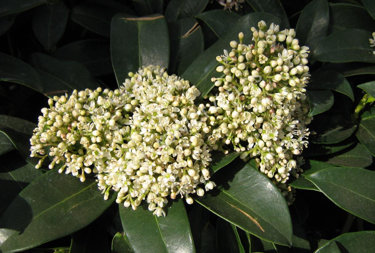 Skimie japonská 'Fragrant Cloud' - Skimmia japonica 'Fragrant Cloud'