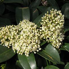 Skimie japonská 'Fragrant Cloud' - Skimmia japonica 'Fragrant Cloud'