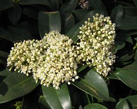 Skimie japonská 'Fragrant Cloud'