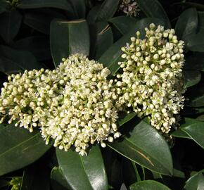 Skimie japonská 'Fragrant Cloud' - Skimmia japonica 'Fragrant Cloud'