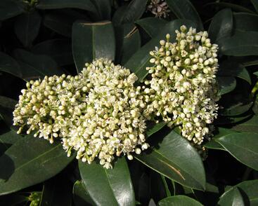 Skimie japonská 'Fragrant Cloud'