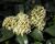 Skimie japonská 'Fragrant Cloud'