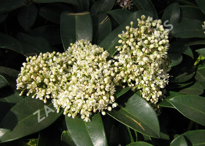 Skimie japonská 'Fragrant Cloud' - Skimmia japonica 'Fragrant Cloud'
