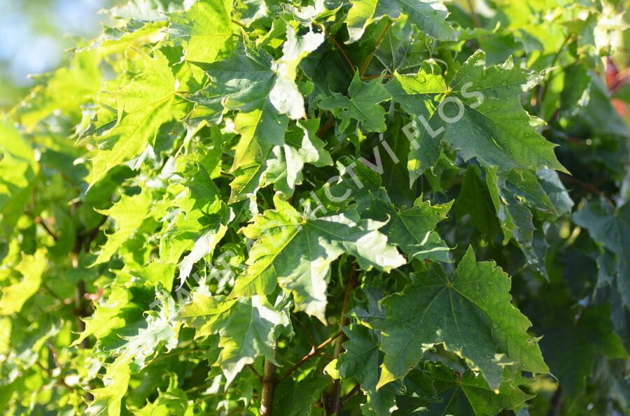 Javor mléč 'Globosum' - Acer platanoides 'Globosum'