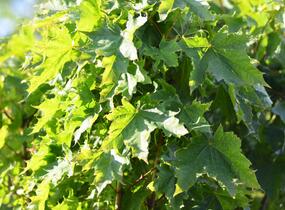 Javor mléč 'Globosum' - Acer platanoides 'Globosum'