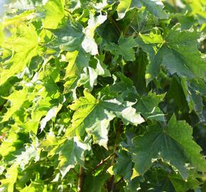 Javor mléč 'Globosum' - Acer platanoides 'Globosum'