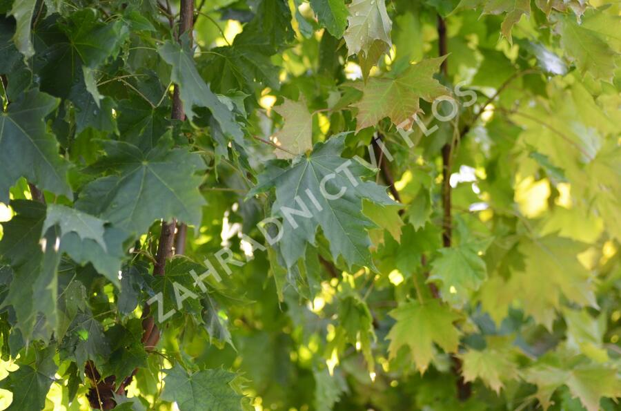 Javor mléč 'Globosum' - Acer platanoides 'Globosum'