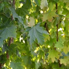 Javor mléč 'Globosum' - Acer platanoides 'Globosum'