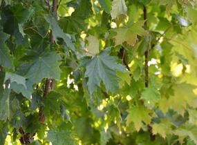 Javor mléč 'Globosum' - Acer platanoides 'Globosum'