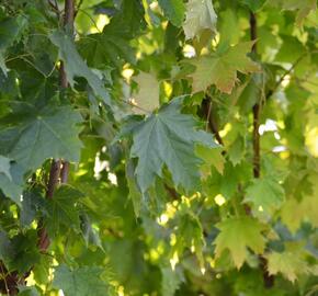 Javor mléč 'Globosum' - Acer platanoides 'Globosum'