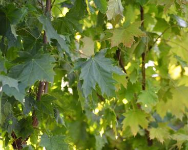 Javor mléč 'Globosum'