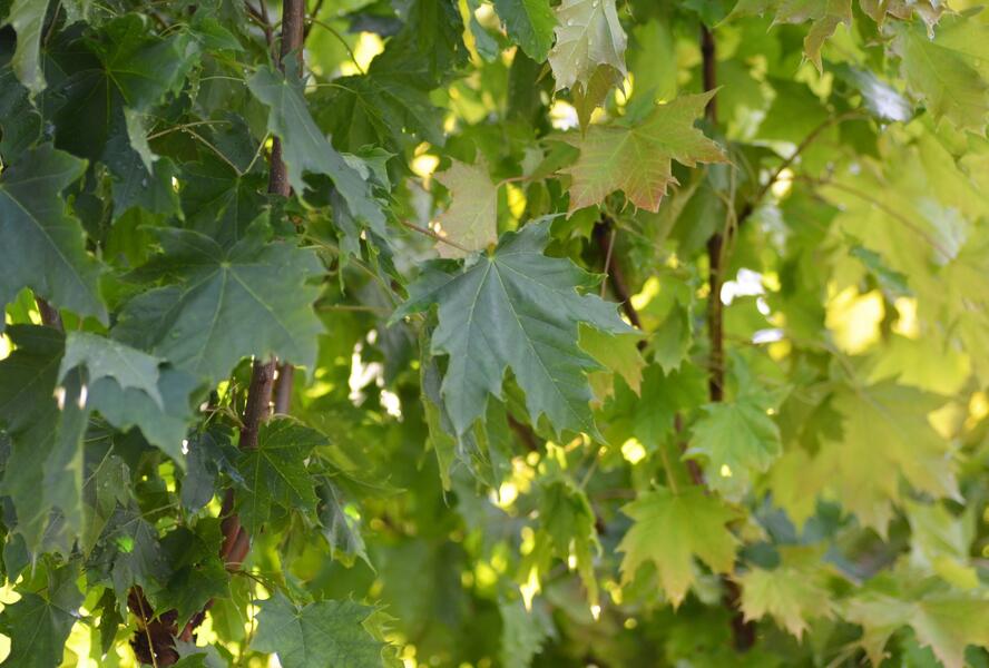 Javor mléč 'Globosum' - Acer platanoides 'Globosum'