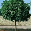 Javor mléč 'Globosum' - Acer platanoides 'Globosum'