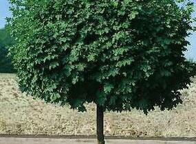 Javor mléč 'Globosum' - Acer platanoides 'Globosum'