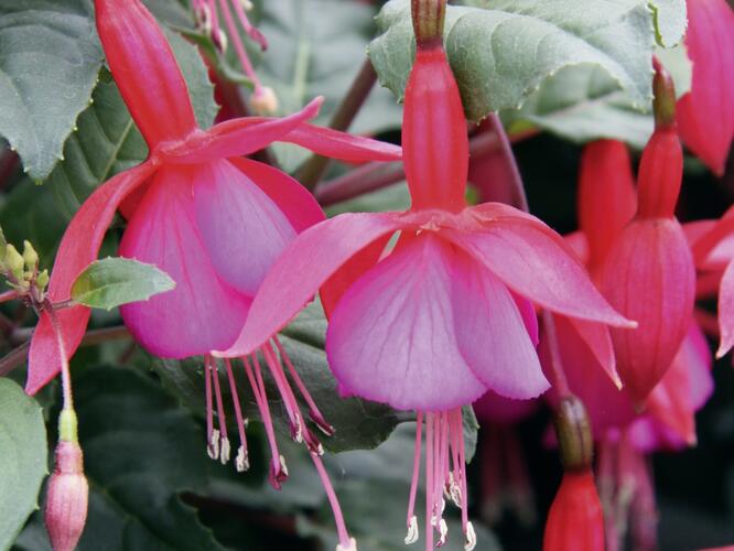 Fuchsie, čílko 'Beacon Rot-Blau' - Fuchsia hybrida 'Beacon Rot-Blau'