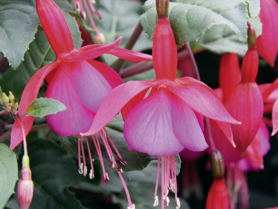 Fuchsie, čílko 'Beacon Rot-Blau' - Fuchsia hybrida 'Beacon Rot-Blau'