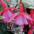 Fuchsie, čílko 'Beacon Rot-Blau' - Fuchsia hybrida 'Beacon Rot-Blau'
