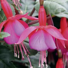 Fuchsie, čílko 'Beacon Rot-Blau' - Fuchsia hybrida 'Beacon Rot-Blau'