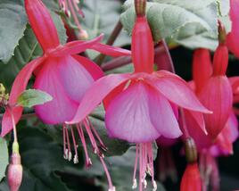 Fuchsie, čílko 'Beacon Rot-Blau'